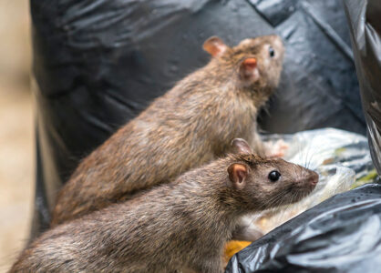 To rotter i en haug av søppelposer